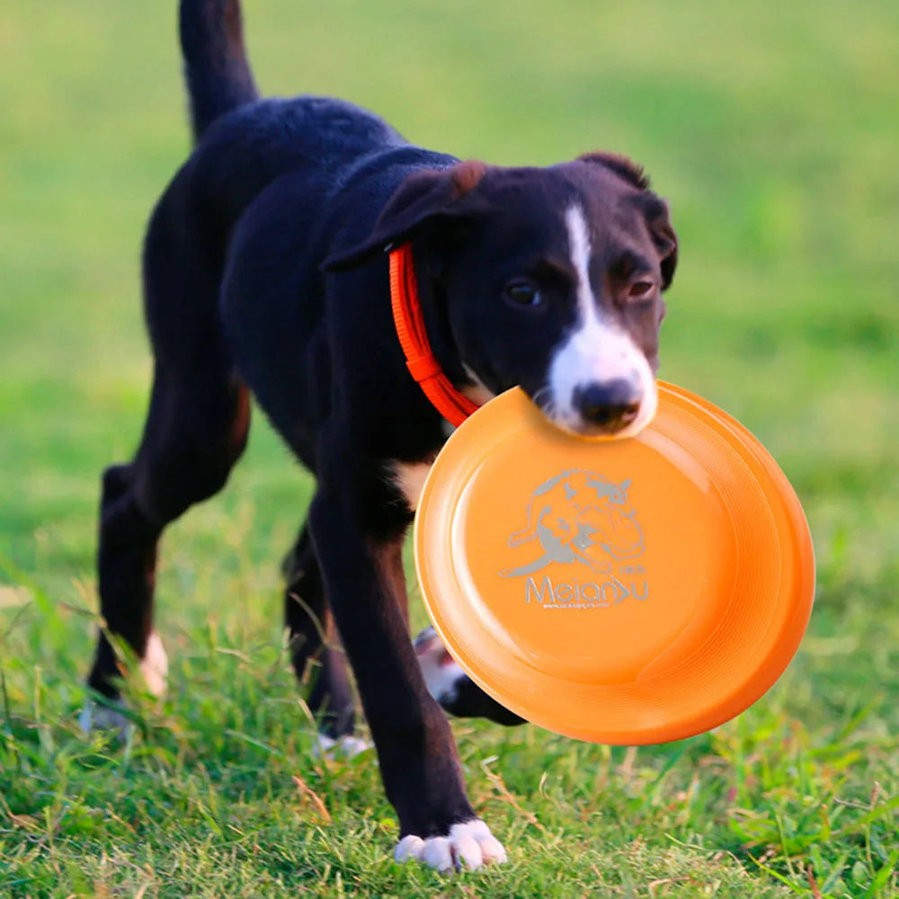Disco per Addestramento Cani - Gioco Resistente per Cani Cuccioli e Adulti, Giocattolo Leggero Facile da Prendere, Forniture Essenziali per Animali