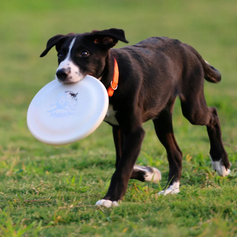 Disco per Addestramento Cani - Gioco Resistente per Cani Cuccioli e Adulti, Giocattolo Leggero Facile da Prendere, Forniture Essenziali per Animali