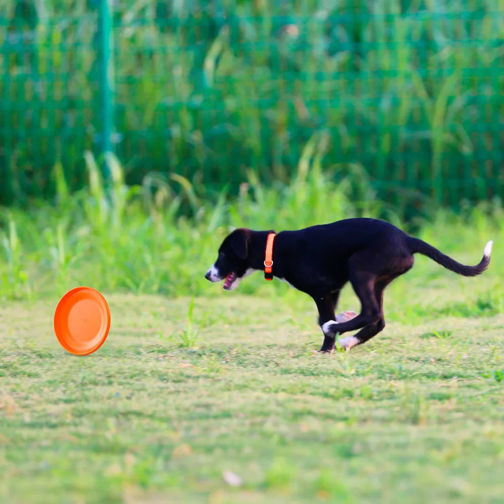 Disco per Addestramento Cani - Gioco Resistente per Cani Cuccioli e Adulti, Giocattolo Leggero Facile da Prendere, Forniture Essenziali per Animali